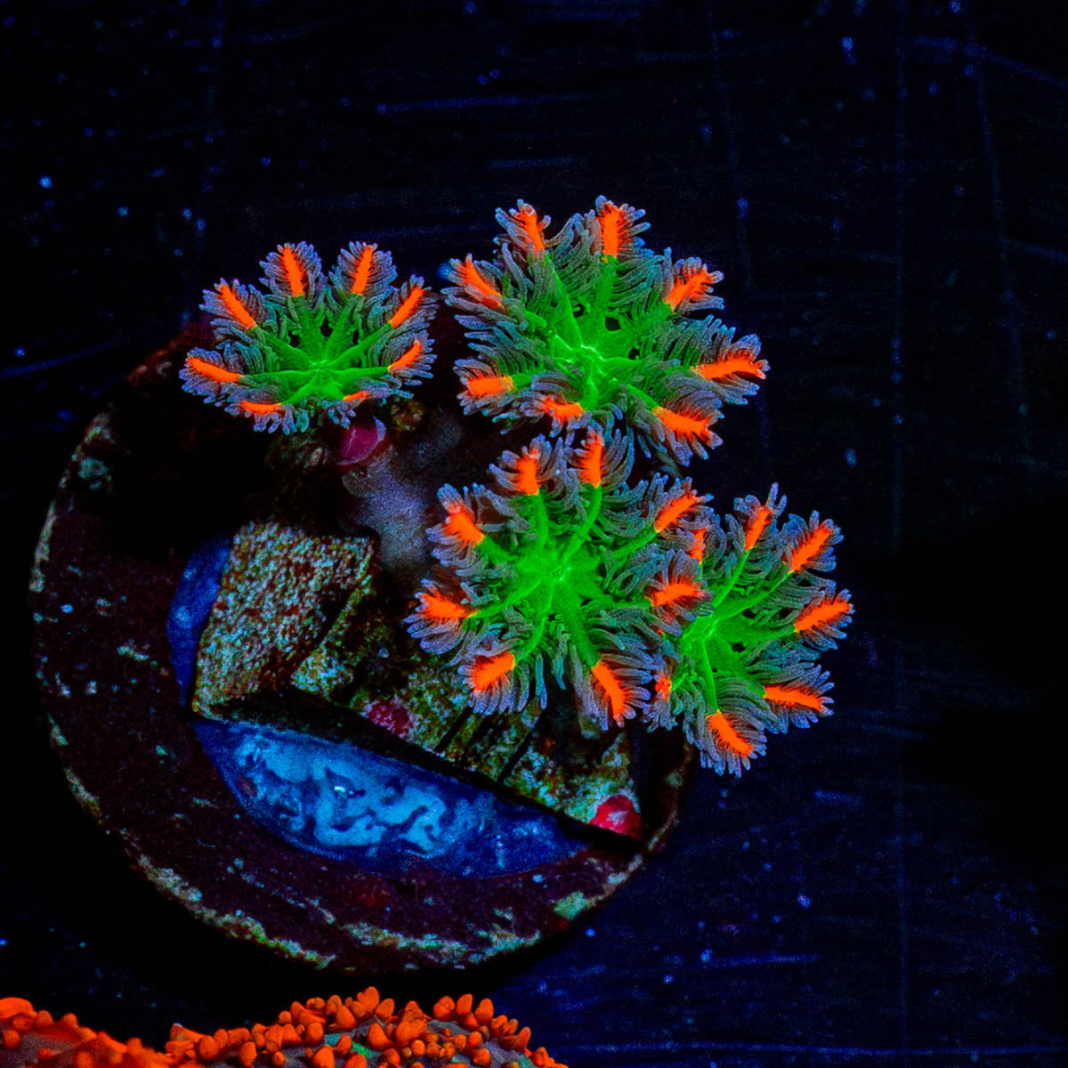 ARC Firework Clove Polyp 