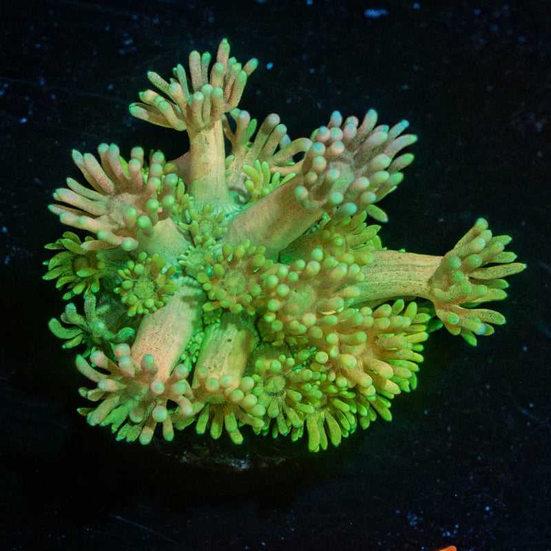 Tweety Bird Goniopora