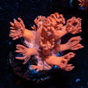Red Goniopora 
