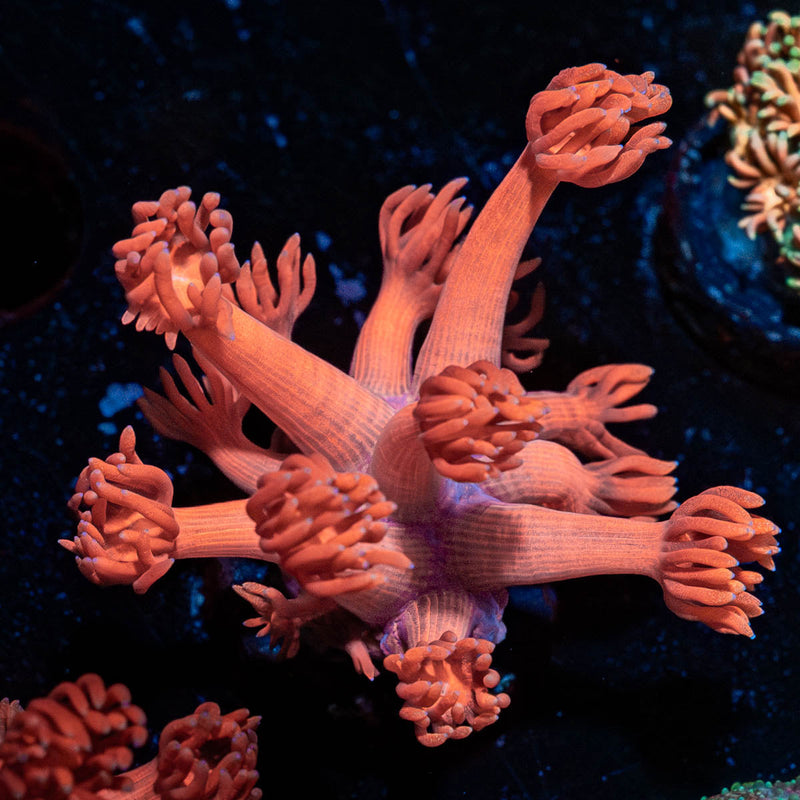 Red Goniopora