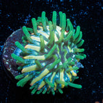 Baby Fungia - riptide aquaculture llc