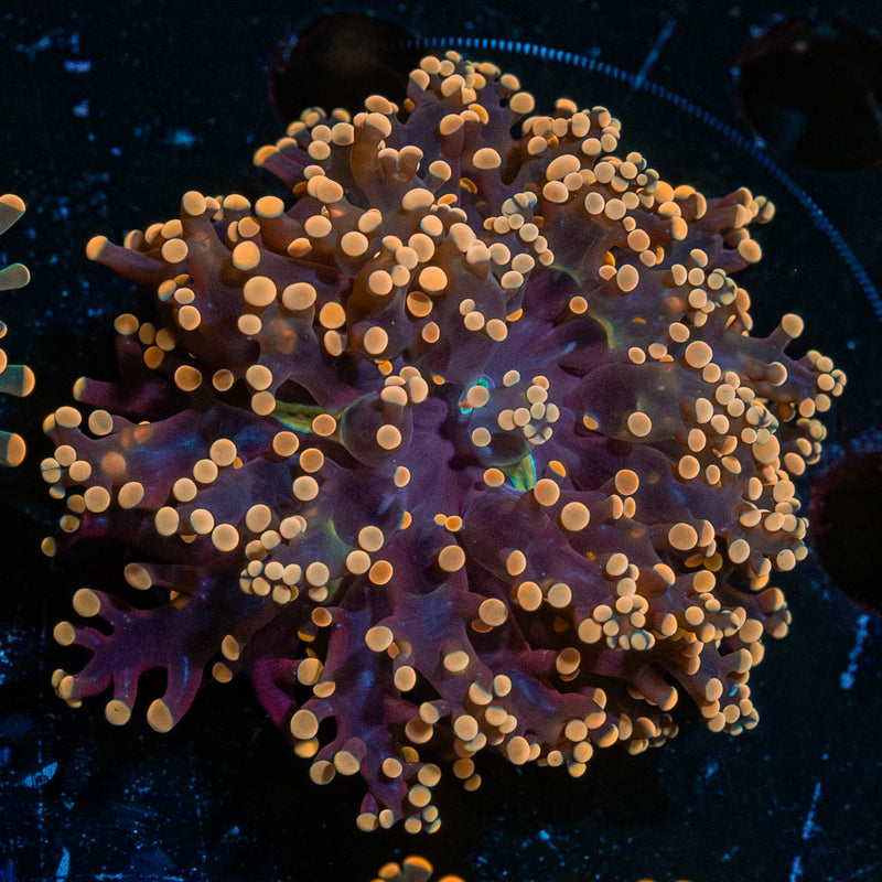 Peach Frogspawn