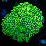Neon Green Octospawn 