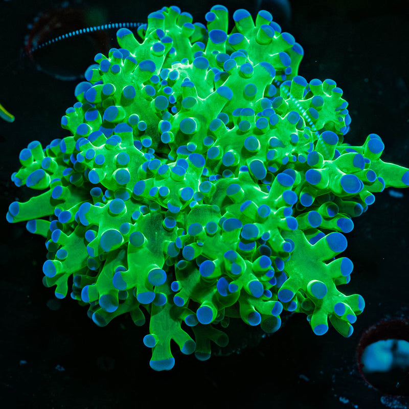 Classic Frogspawn