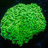 Neon Green Octospawn - riptide aquaculture llc