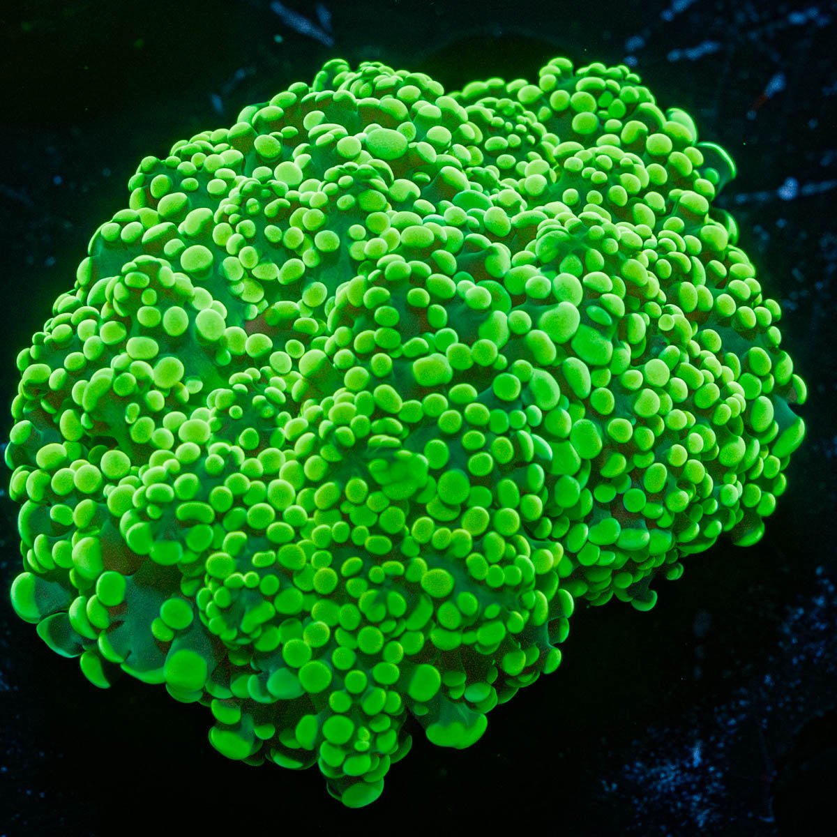 Neon Green Octospawn - riptide aquaculture llc