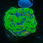 Ultra Splatter Hammer 