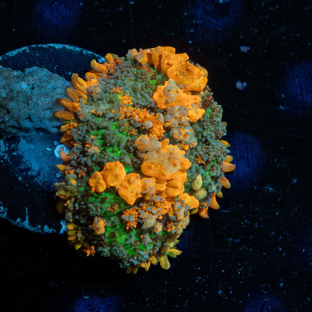 Sunkist Bounce Mushroom - riptide aquaculture llc