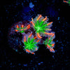 ARC Firework Clove Polyps 