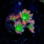 ARC Firework Clove Polyps 