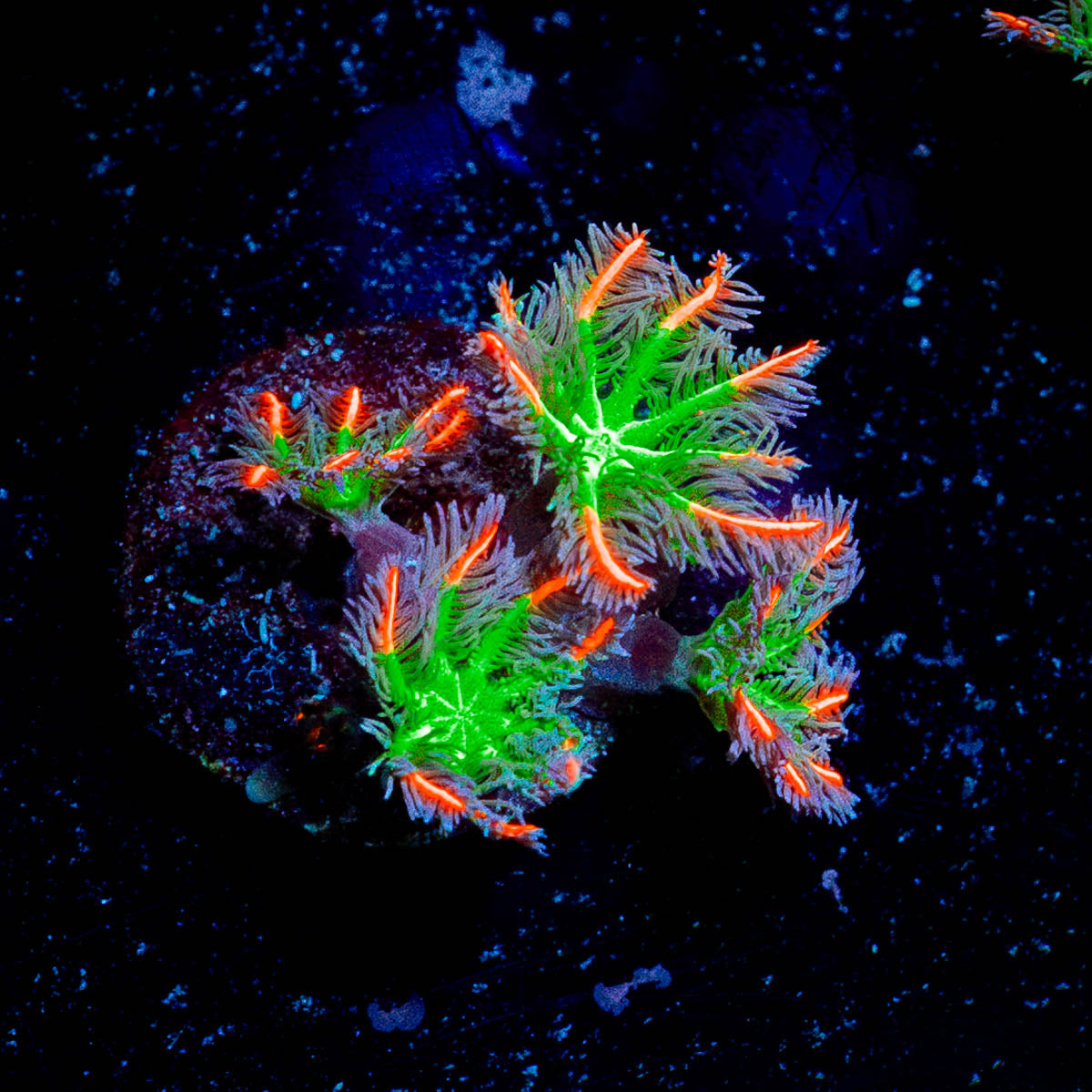 ARC Firework Clove Polyps 