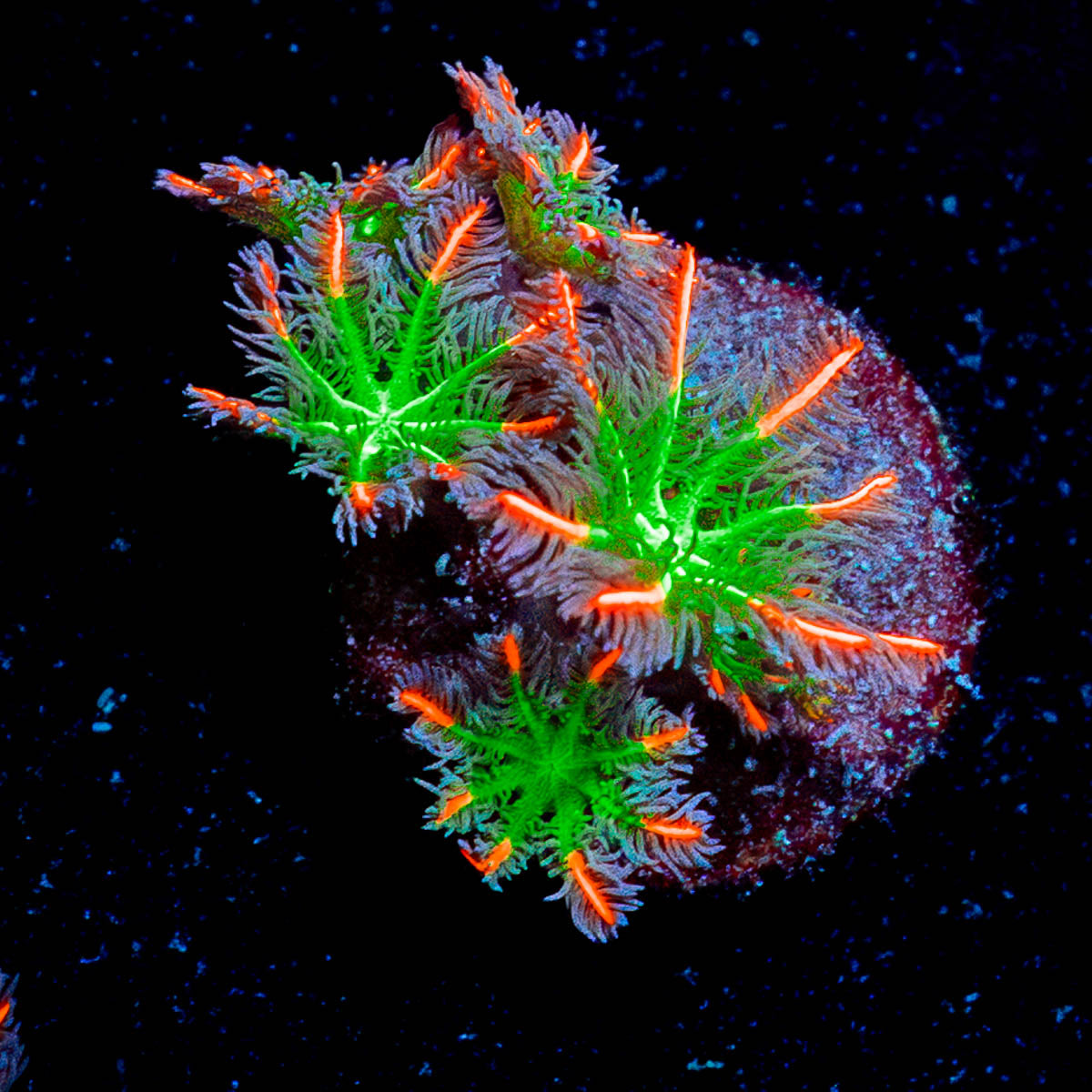 ARC Firework Clove Polyps 