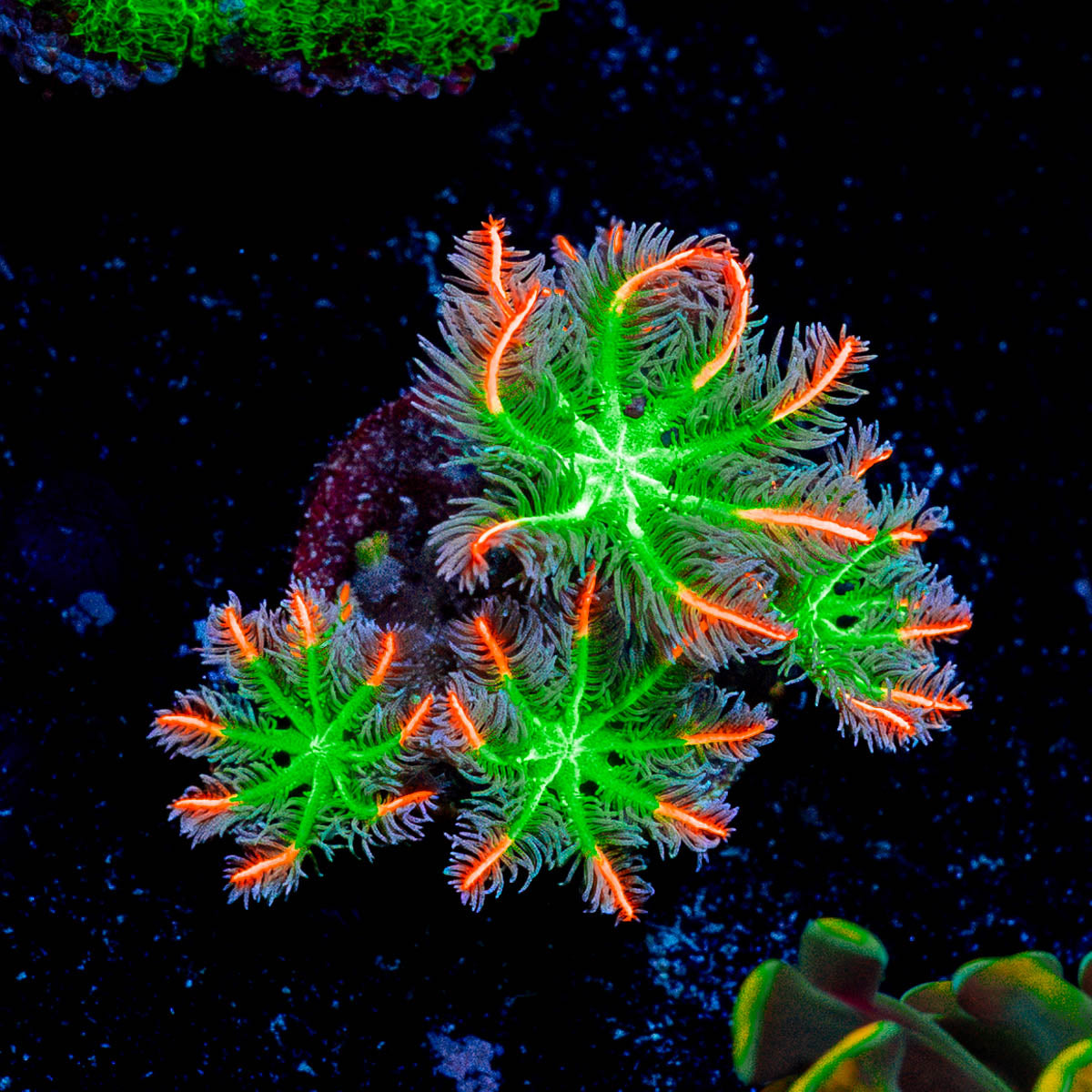 ARC Firework Clove Polyps 
