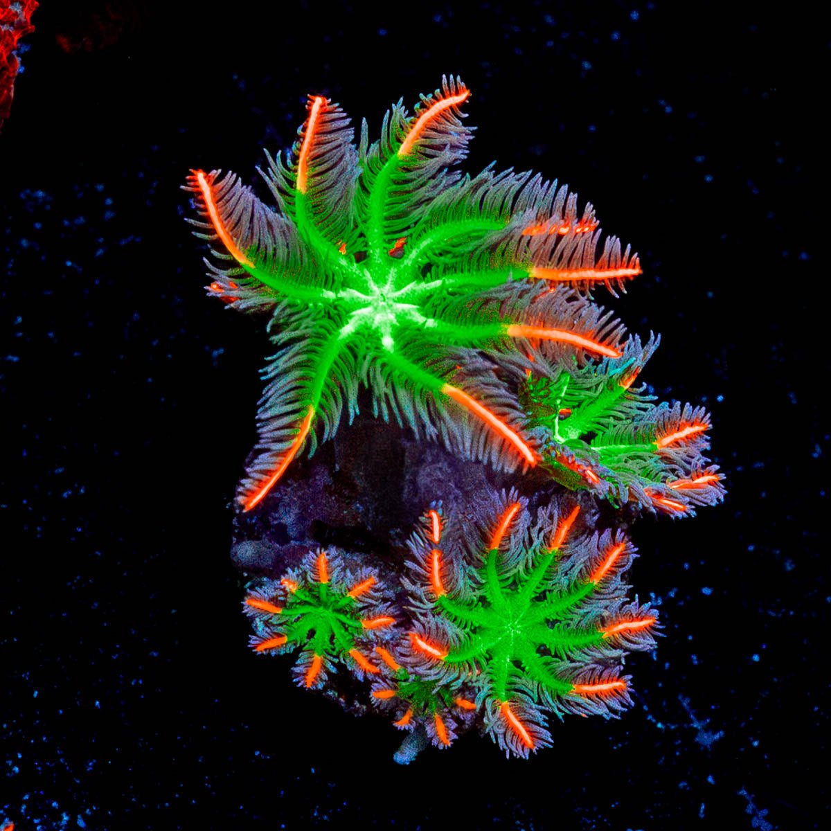 ARC Firework Clove Polyps - riptide aquaculture llc
