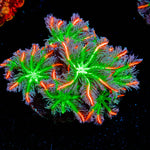 ARC Firework Clove Polyps 