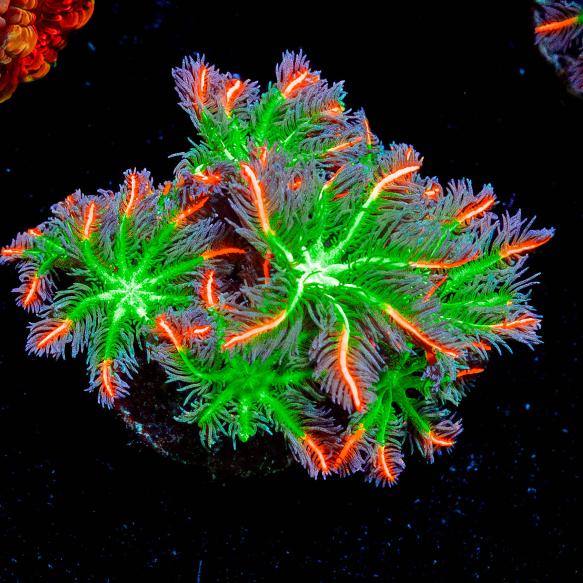 ARC Firework Clove Polyps 