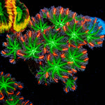 ARC Firework Clove Polyps 