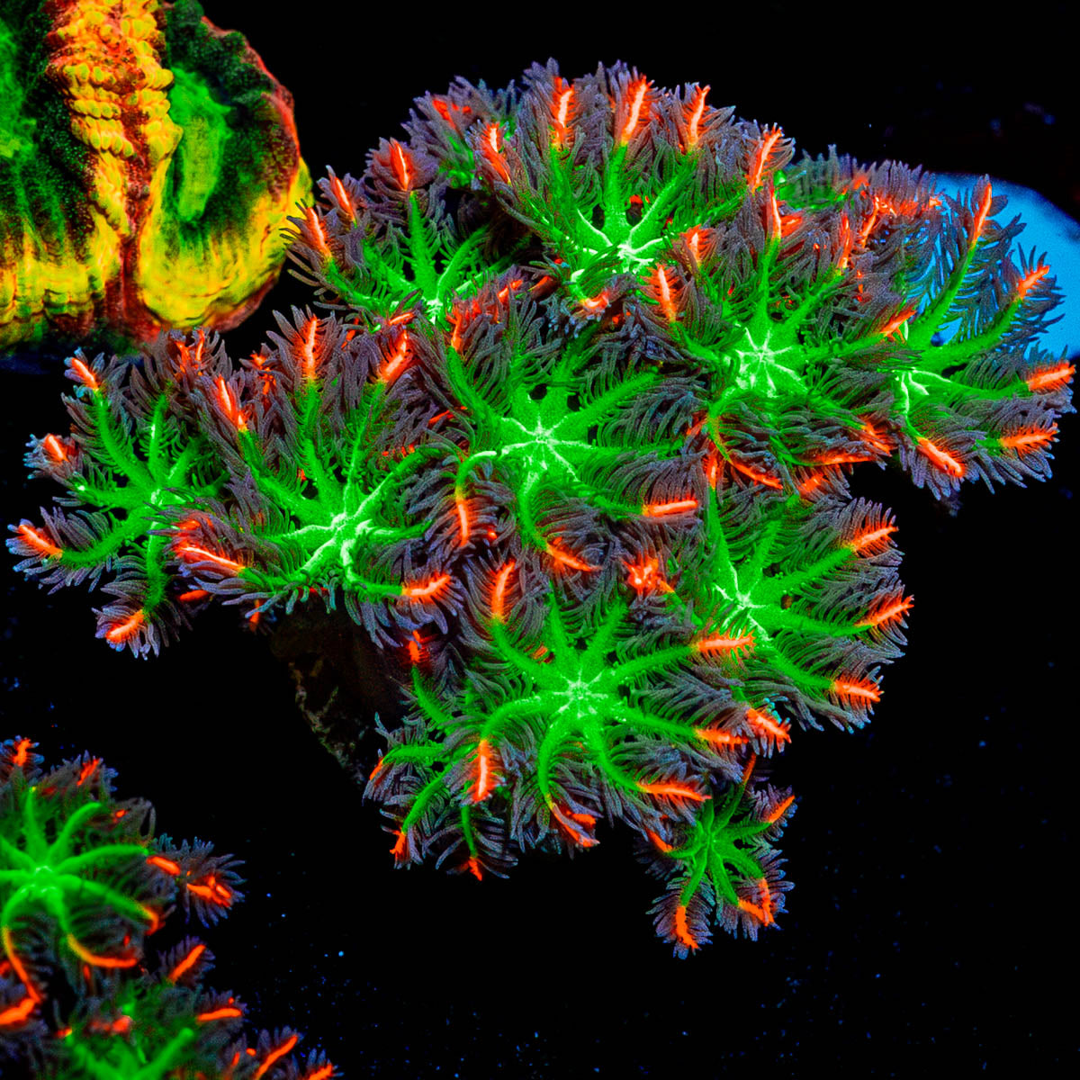 ARC Firework Clove Polyps 