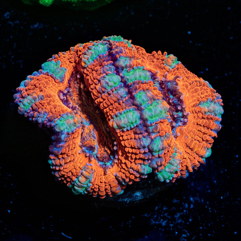 Acan Micromussa