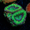 Acan Micromussa 
