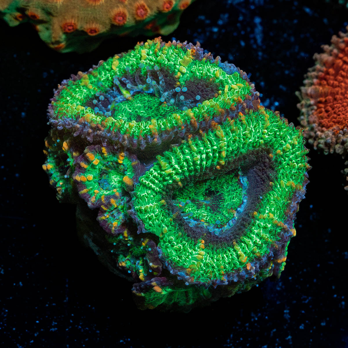 Acan Micromussa 