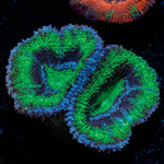 Acan Micromussa 