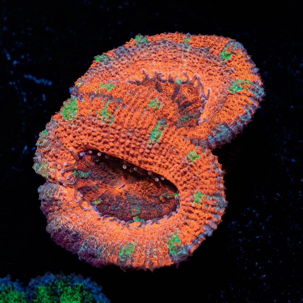 Acan Micromussa - riptide aquaculture llc