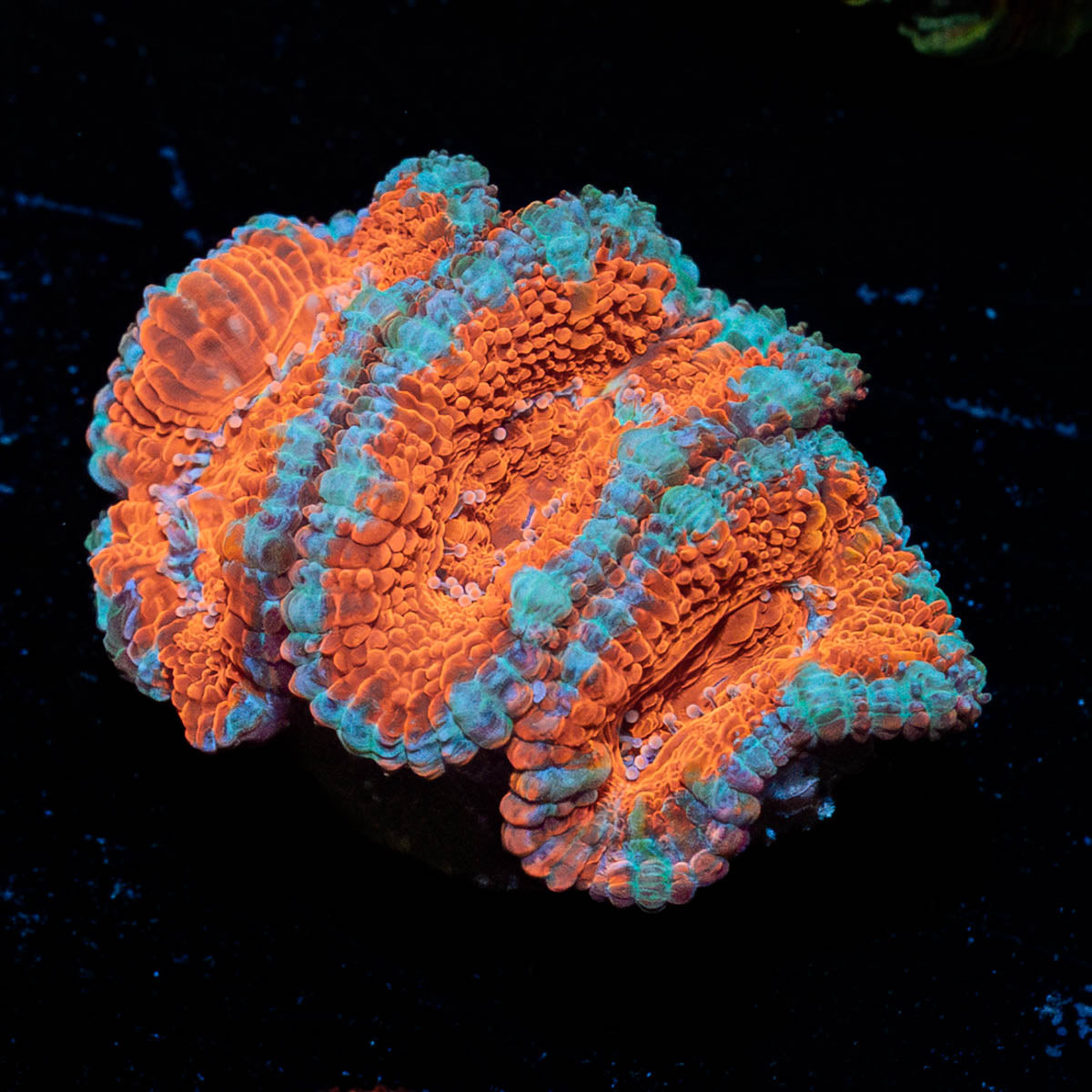 Acan Micromussa 