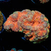 Acan Micromussa - riptide aquaculture llc