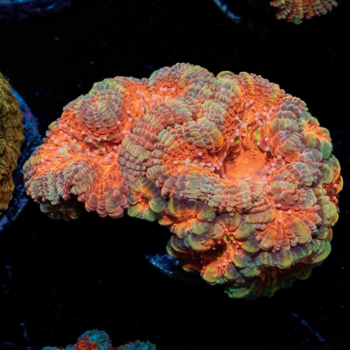 Acan Micromussa - riptide aquaculture llc