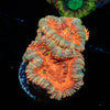 Acan Micromussa 