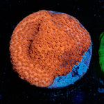 Mega Chrome Montipora 