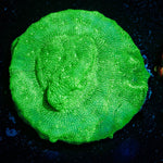Green Lantern Lepto - riptide aquaculture llc