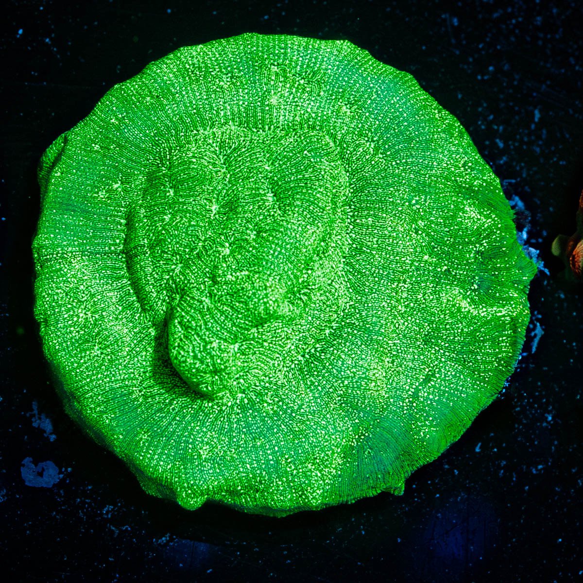 Green Lantern Lepto - riptide aquaculture llc