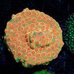 WWC Defcon Cypreastrea 