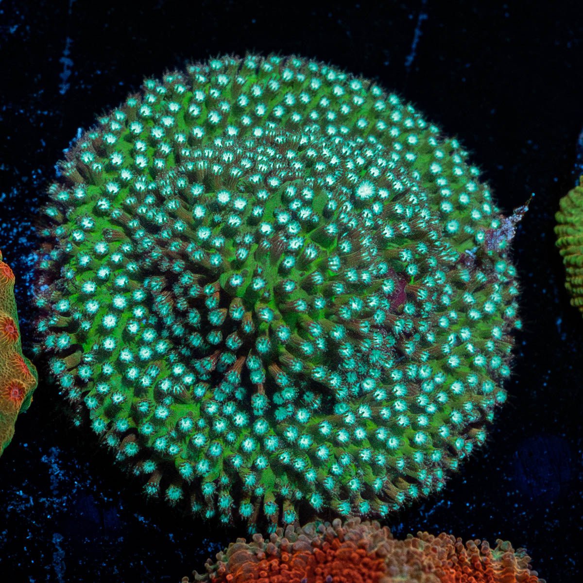 Grassy Green Stylostinellia - riptide aquaculture llc