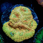 Starscream Favia - riptide aquaculture llc