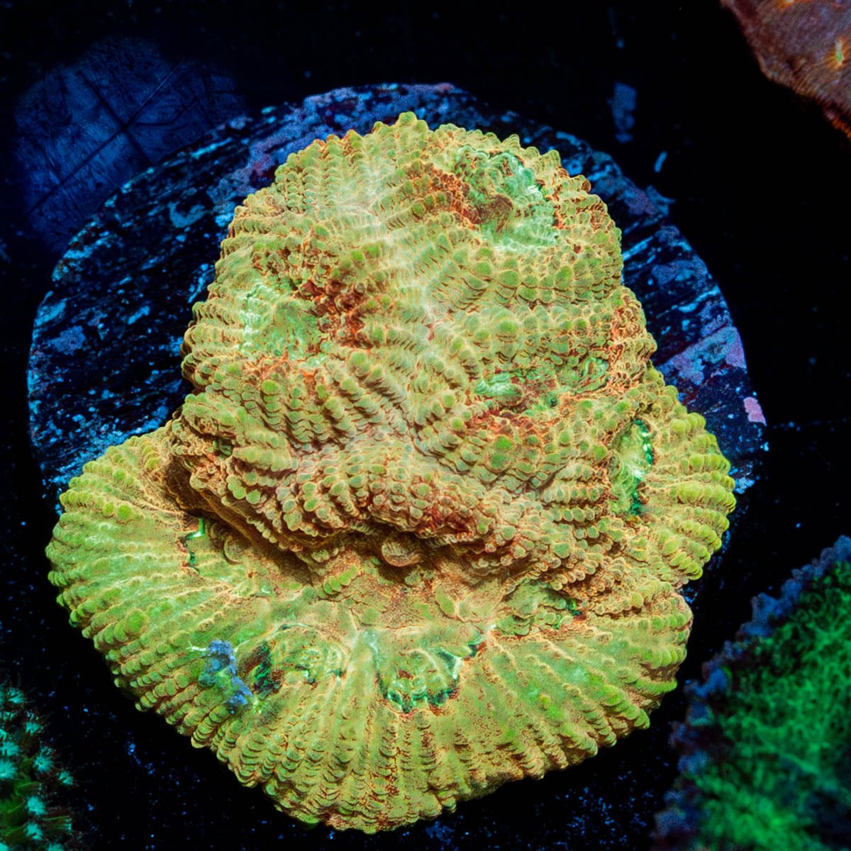 Starscream Favia - riptide aquaculture llc