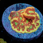 Conflict Diamonds Favia - riptide aquaculture llc