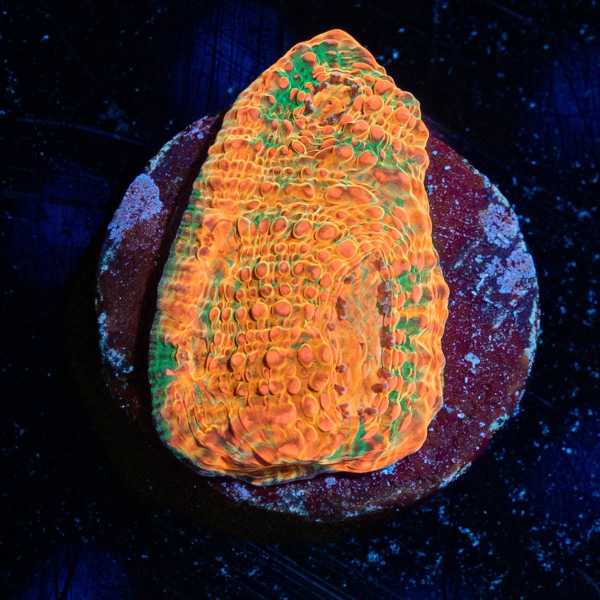 Psychedelics chalice - riptide aquaculture llc