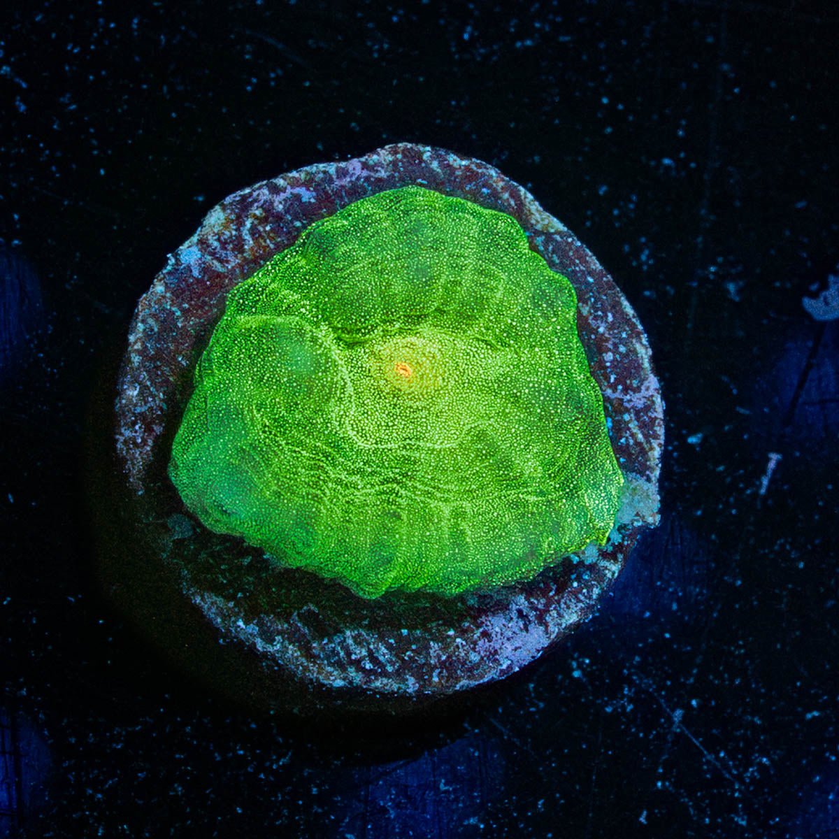 UFO Chalice - riptide aquaculture llc