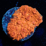 Jolly Rancher Chalice - riptide aquaculture llc