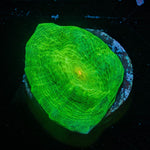 UFO Chalice - riptide aquaculture llc