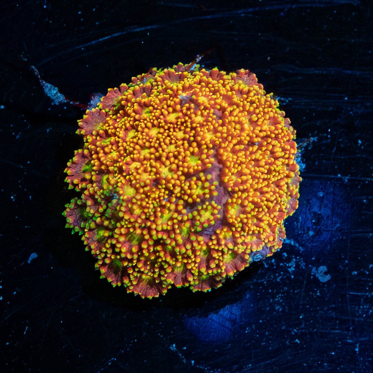 SpitFire Goniopora - riptide aquaculture llc