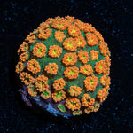 Pumpkin head Barnardapora - riptide aquaculture llc