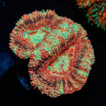 Red Panda Asian Acan 