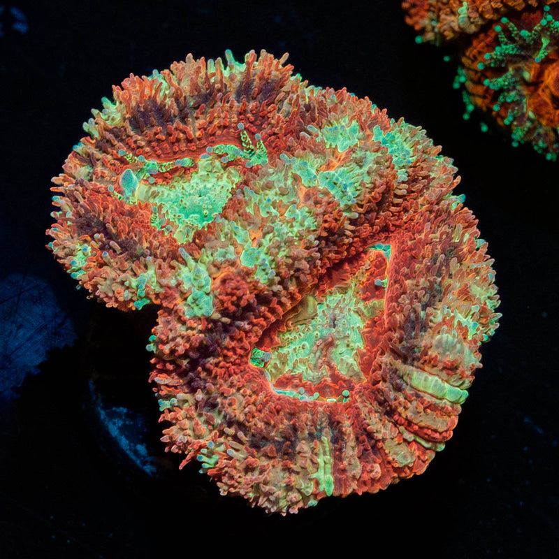 Red Panda Asian Acan