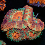 Blood Moon Asian Acan 