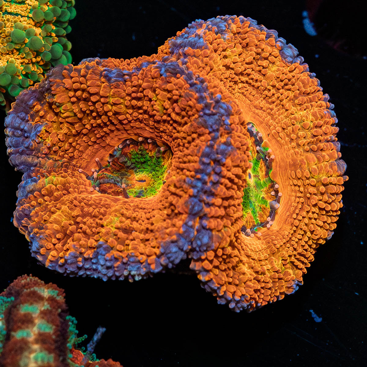 Classic Rainbow Acan 