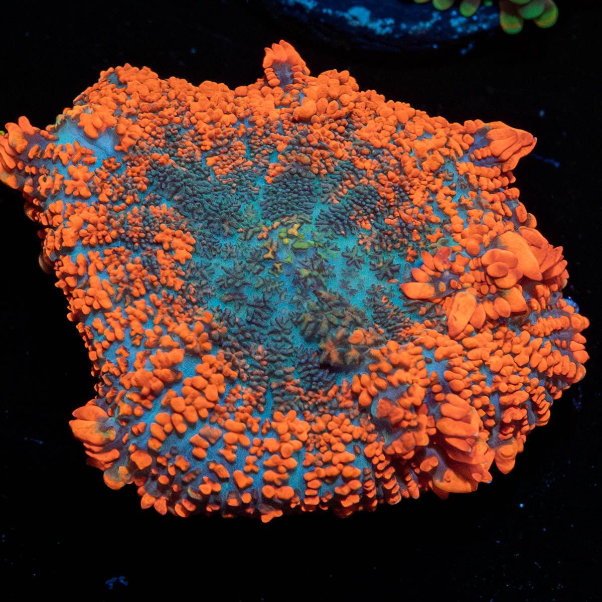 Raunchy Rhiodactus Mushroom 